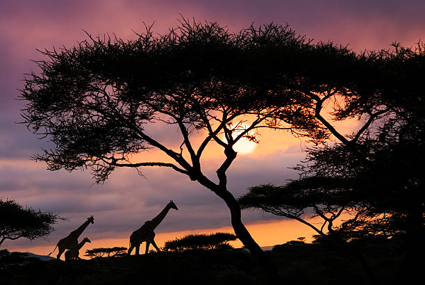South African Safari